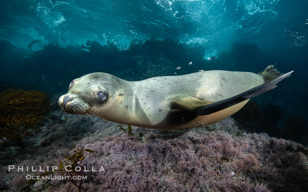 Young California Sea Lion Pup Looks at the Underwater Camera Taking Its Photograph, in the Coronado Islands, Baja, Mexico., Zalophus californianus, natural history stock photograph, photo id 39987