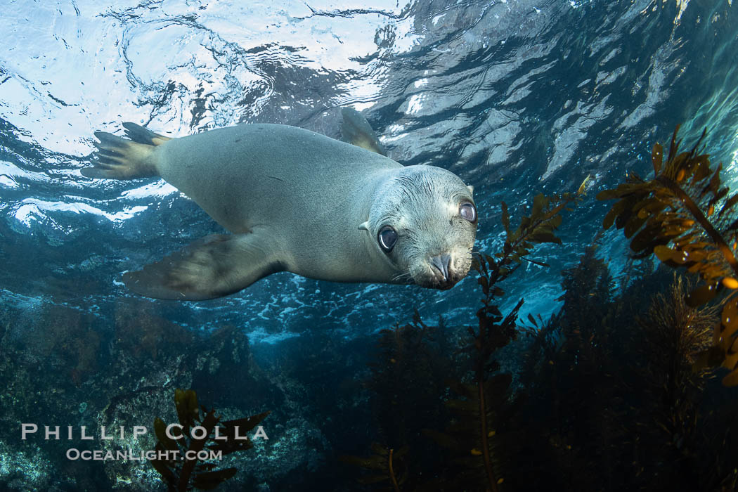 A young California sea lion pup hovers upside down, looking down curiously at the photographer below it, in the shallows of the sea lion colony at the Coronado Islands, Mexico. Coronado Islands (Islas Coronado), Baja California, Zalophus californianus, natural history stock photograph, photo id 39982