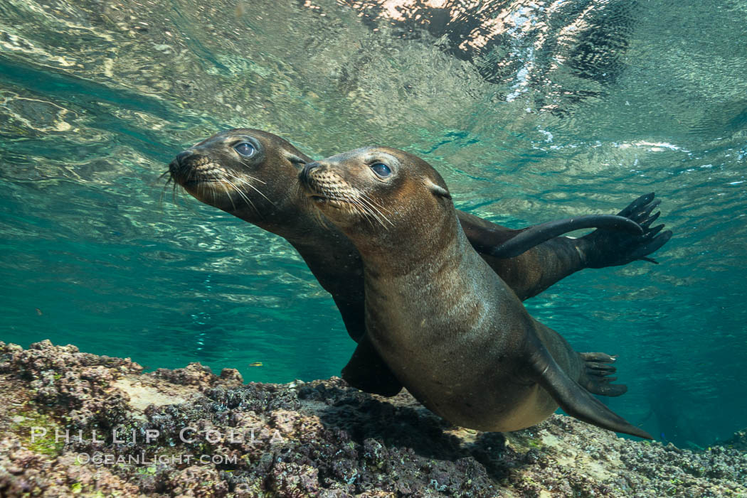 Young California sea lion pups underwater, Sea of Cortez, Mexico, Zalophus californianus