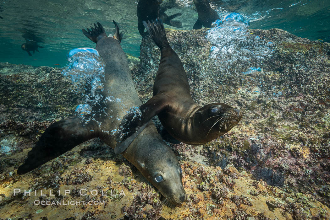 Young California sea lion pups underwater, Sea of Cortez, Mexico. Baja California, Zalophus californianus, natural history stock photograph, photo id 31289