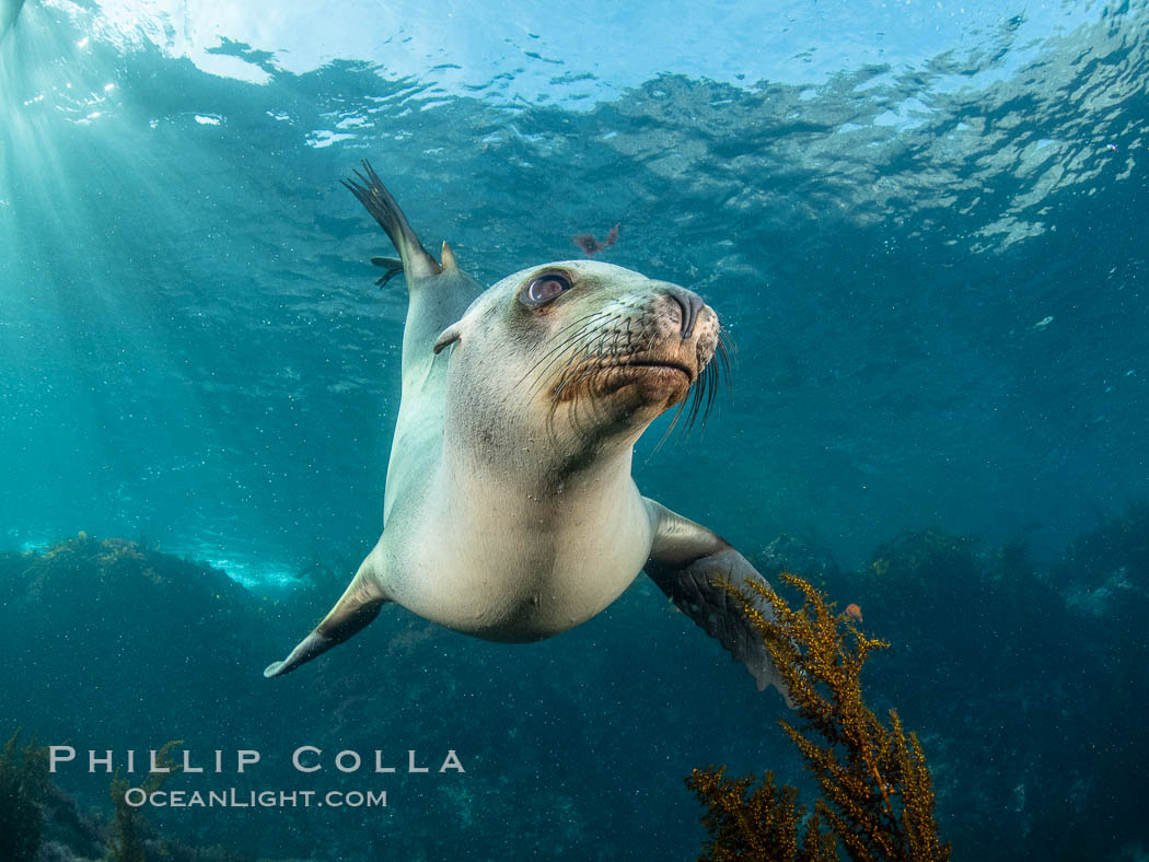 Portrait of a young California sea lion underwater, Coronados Islands, Baja California, Mexico. Coronado Islands (Islas Coronado), Zalophus californianus, natural history stock photograph, photo id 35882