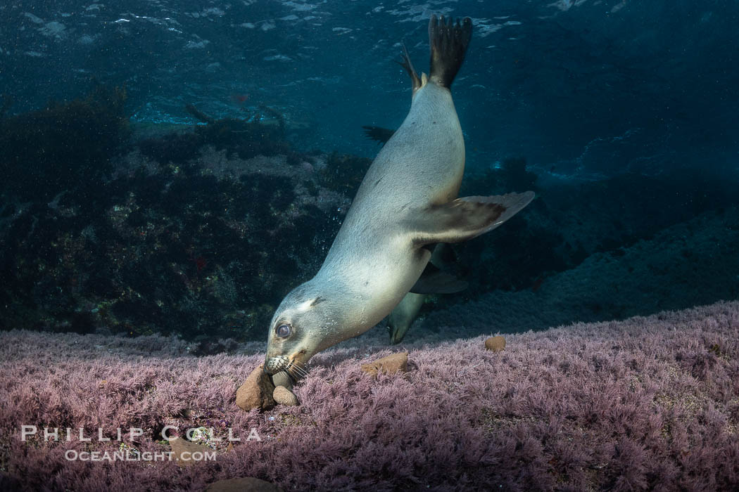 California sea lion playing with rocks underwater, Coronados Islands, Baja California, Mexico., Zalophus californianus, natural history stock photograph, photo id 35856