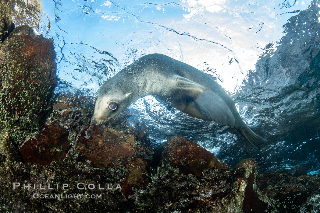 Portrait of a young California sea lion underwater, Coronados Islands, Baja California, Mexico. Coronado Islands (Islas Coronado), Zalophus californianus, natural history stock photograph, photo id 35868