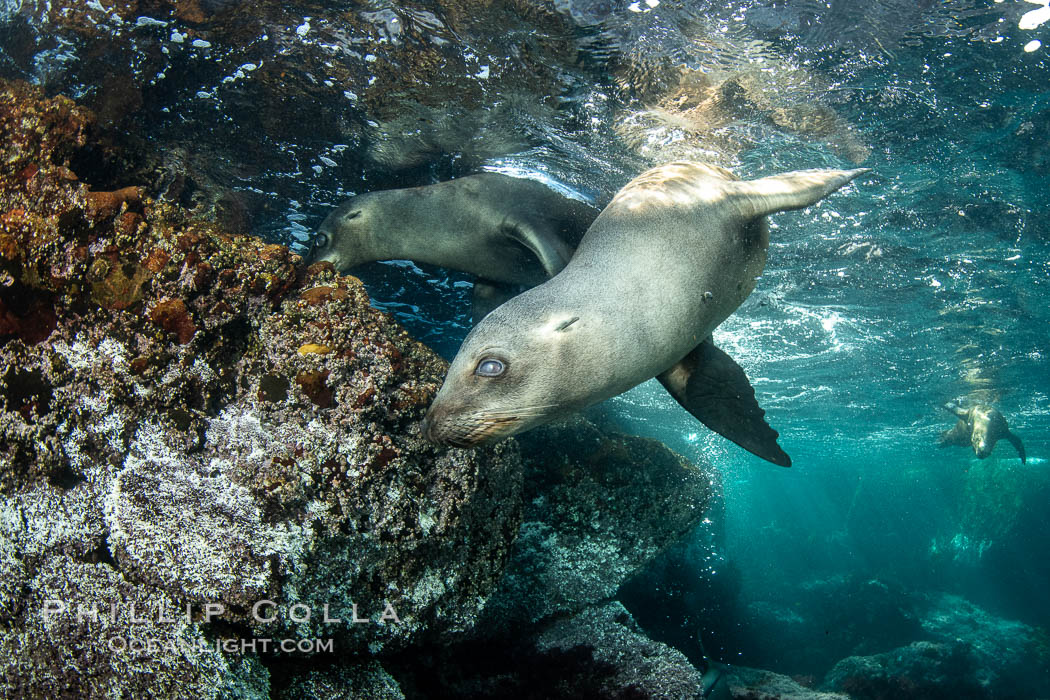Portrait of a young California sea lion underwater, Coronados Islands, Baja California, Mexico. Coronado Islands (Islas Coronado), Zalophus californianus, natural history stock photograph, photo id 35867