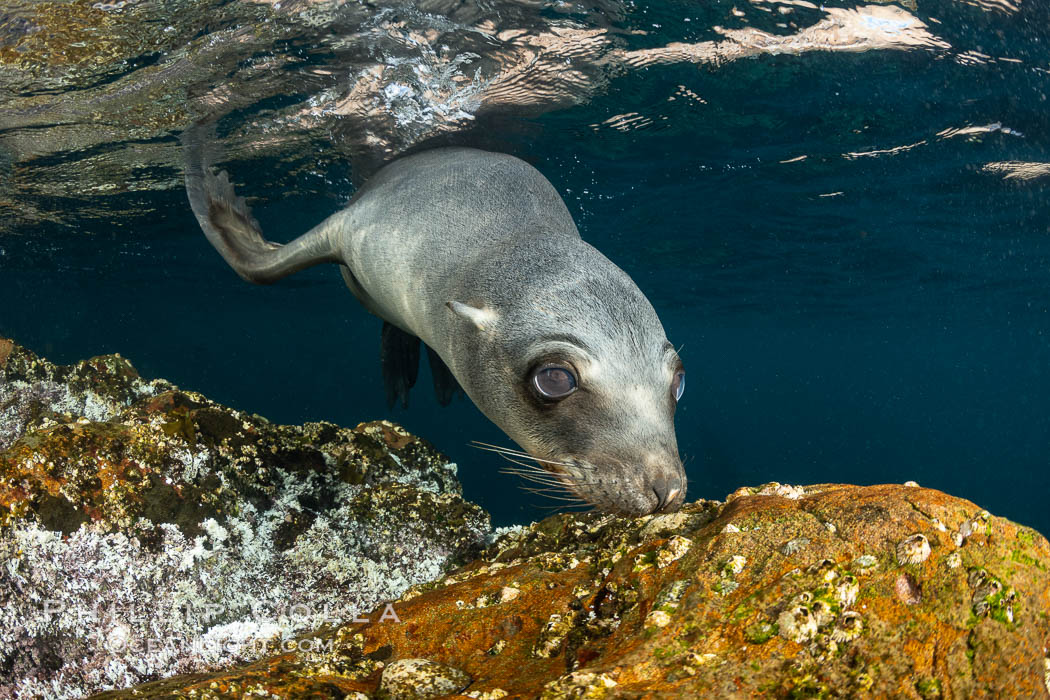 Portrait of a young California sea lion underwater, Coronados Islands, Baja California, Mexico. Coronado Islands (Islas Coronado), Zalophus californianus, natural history stock photograph, photo id 35875