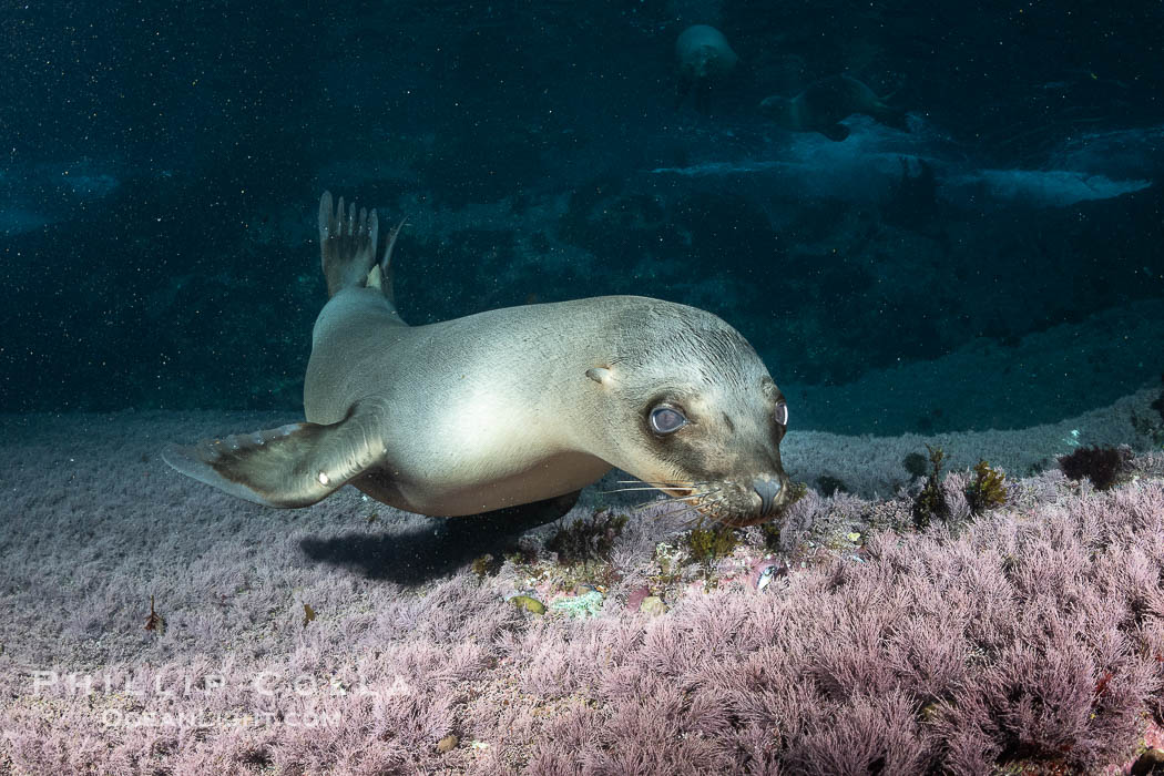 Portrait of a young California sea lion underwater, Coronados Islands, Baja California, Mexico., Zalophus californianus, natural history stock photograph, photo id 35857