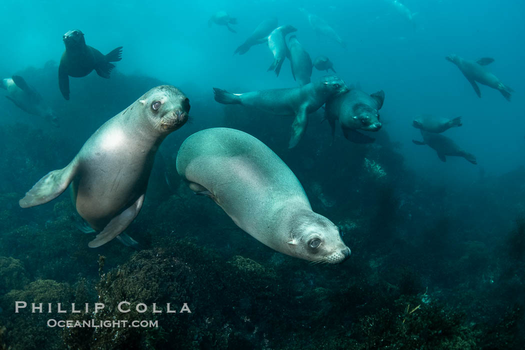Young California Sea Lions at Play Underwater in the Coronado Islands, Mexico. Pups spend much of their time playing with one another in the water, strengthening their swimming skills and mock jousting. Coronado Islands (Islas Coronado), Baja California, Zalophus californianus, natural history stock photograph, photo id 40723