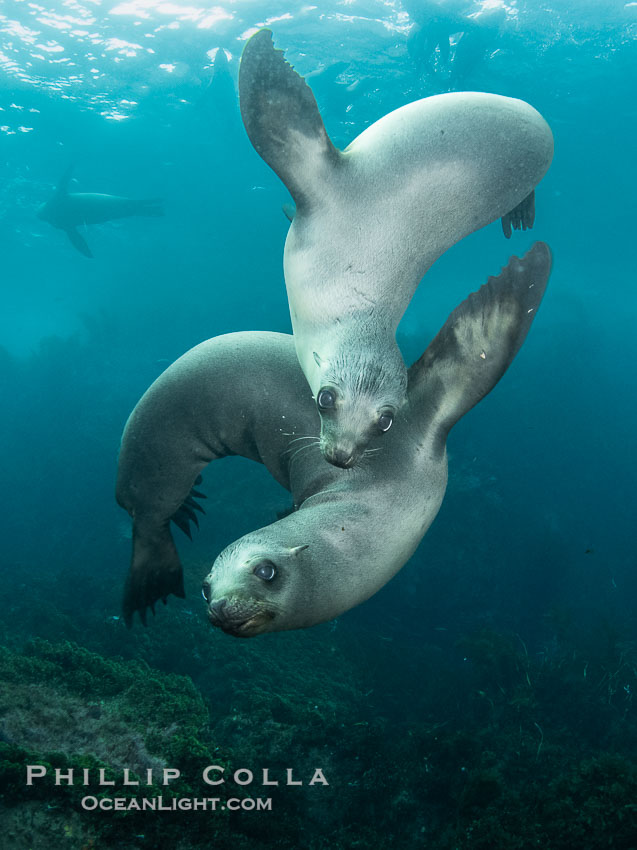 Young California Sea Lions at Play Underwater in the Coronado Islands, Mexico. Pups spend much of their time playing with one another in the water, strengthening their swimming skills and mock jousting. Coronado Islands (Islas Coronado), Baja California, Zalophus californianus, natural history stock photograph, photo id 40755