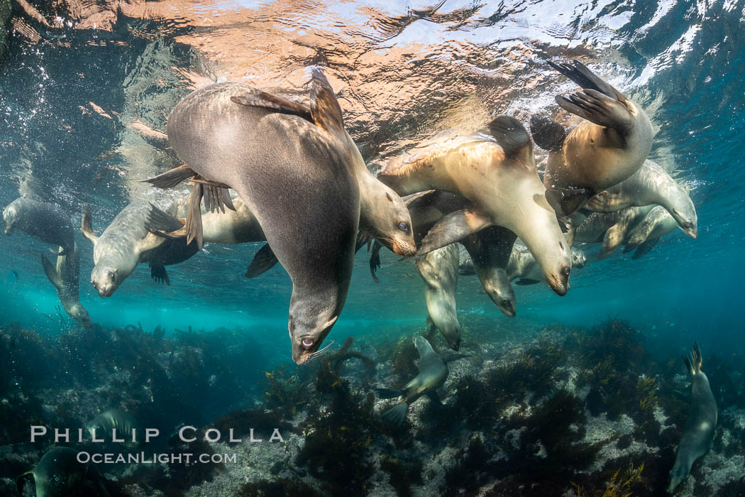 Young California sea lions playing underwater, Coronados Islands, Baja California, Mexico. Coronado Islands (Islas Coronado), Zalophus californianus, natural history stock photograph, photo id 35854