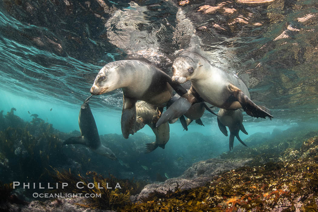 Young California sea lions playing underwater, Coronados Islands, Baja California, Mexico. Coronado Islands (Islas Coronado), Zalophus californianus, natural history stock photograph, photo id 35864