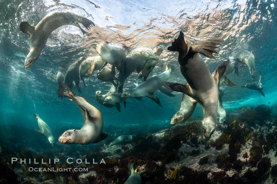 Young California sea lions playing underwater, Coronados Islands, Baja California, Mexico. Coronado Islands (Islas Coronado), Zalophus californianus, natural history stock photograph, photo id 35884