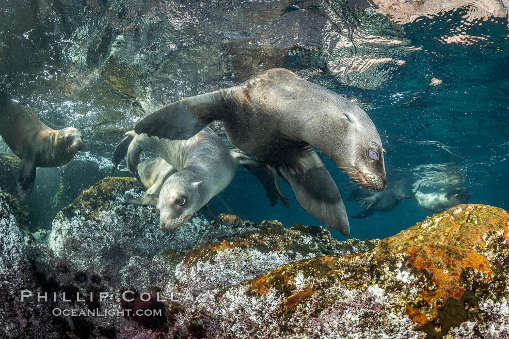 Young California sea lions playing underwater, Coronados Islands, Baja California, Mexico. Coronado Islands (Islas Coronado), Zalophus californianus, natural history stock photograph, photo id 35877