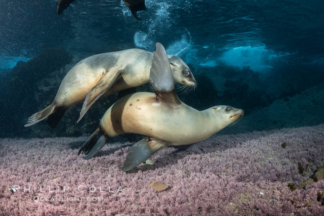 Young California sea lions playing underwater, Coronados Islands, Baja California, Mexico. Coronado Islands (Islas Coronado), Zalophus californianus, natural history stock photograph, photo id 35889