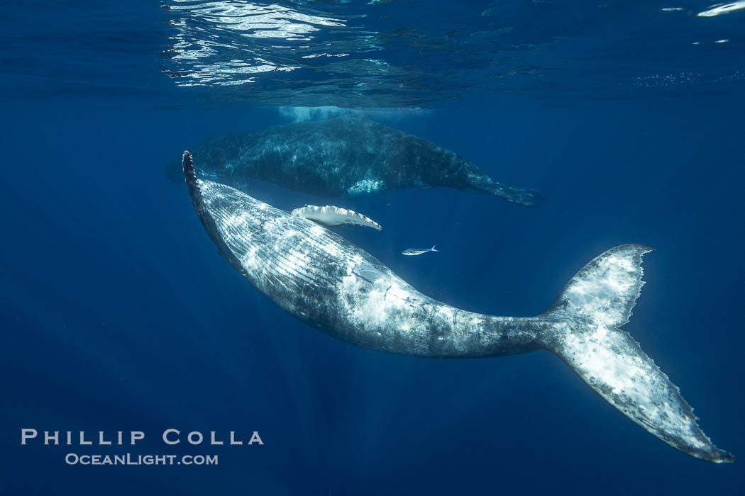 Young humpback whale underwater near Tahiti., Megaptera novaeangliae, natural history stock photograph, photo id 41366