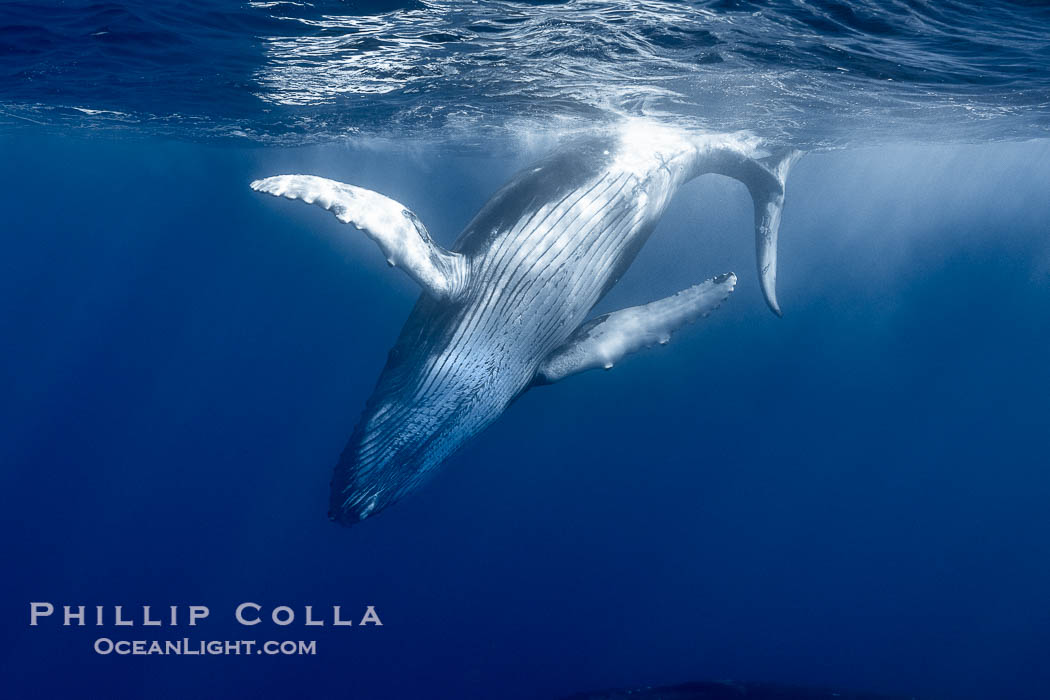 Young humpback whale underwater near Tahiti., Megaptera novaeangliae, natural history stock photograph, photo id 41340