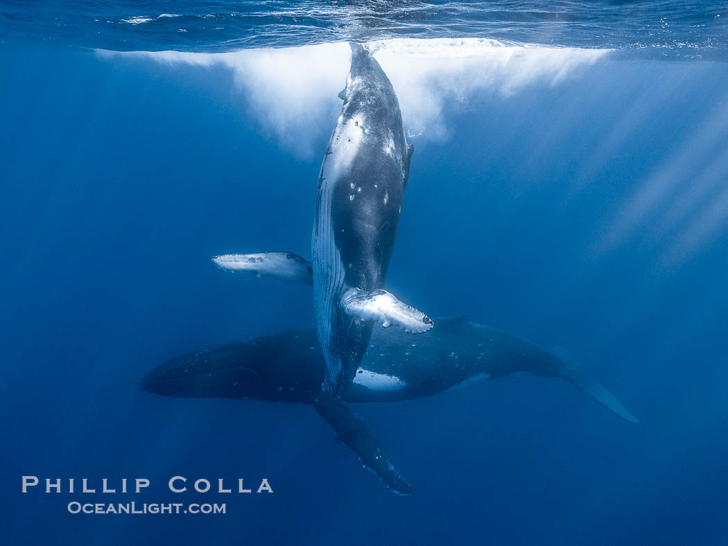Young humpback whale underwater near Tahiti., Megaptera novaeangliae, natural history stock photograph, photo id 41364