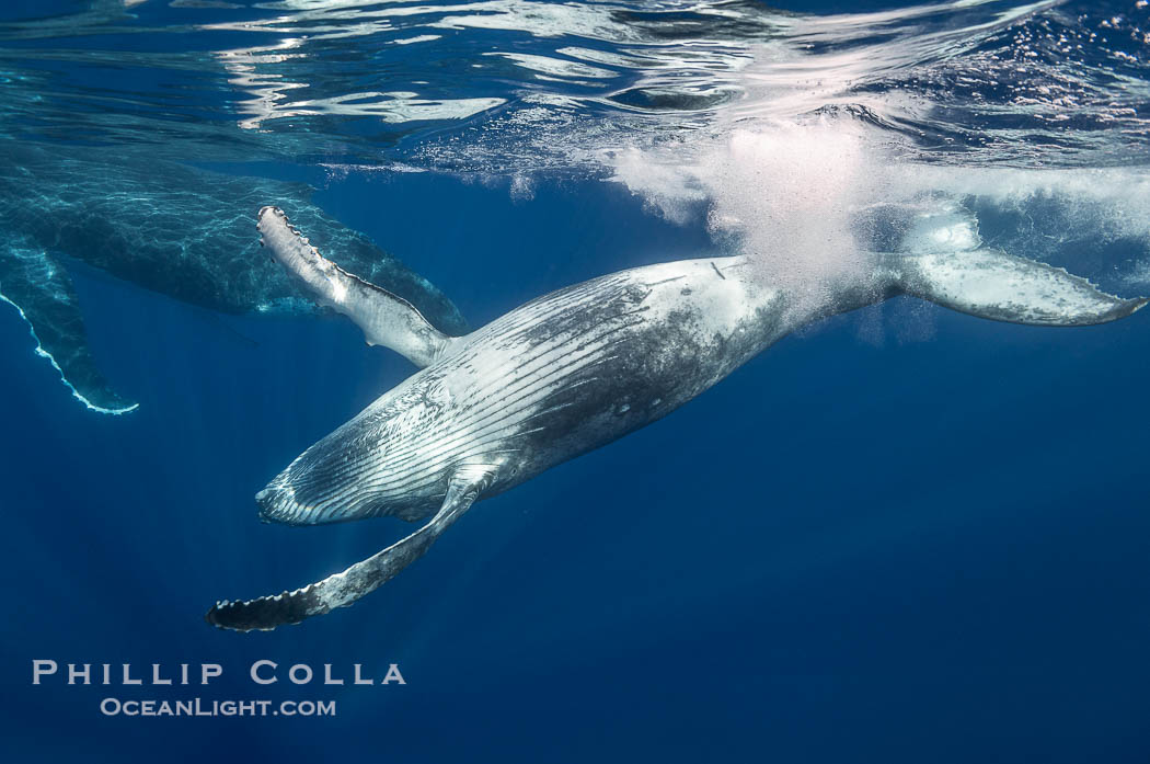 Young humpback whale underwater near Tahiti., Megaptera novaeangliae, natural history stock photograph, photo id 41412