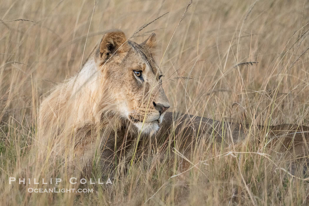 Young male lions, these may be siblings and may eventually leave the pride to form of coalition of their own, Greater Masai Mara, Kenya. Mara North Conservancy, Panthera leo, natural history stock photograph, photo id 39682