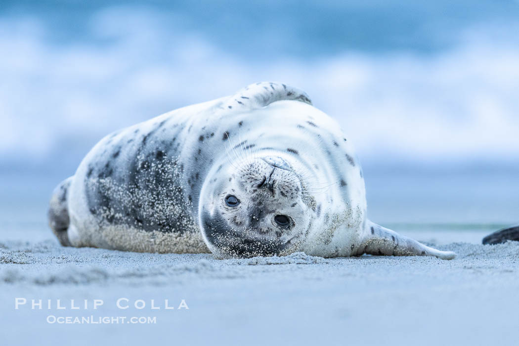 Young Pacific harbor seal pup, only a few days old. This pup will remain with its mother for only about six weeks, at which time it will be weaned and must forage for its own food. La Jolla, California, USA, Phoca vitulina richardsi, natural history stock photograph, photo id 40228