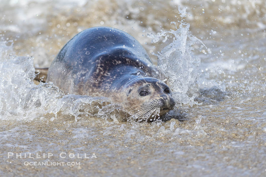 Young Pacific harbor seal pup, only a few days old, in surf at the edge of the ocean. This pup will remain with its mother for only about six weeks, at which time it will be weaned and must forage for its own food. La Jolla, California, USA, Phoca vitulina richardsi, natural history stock photograph, photo id 40225