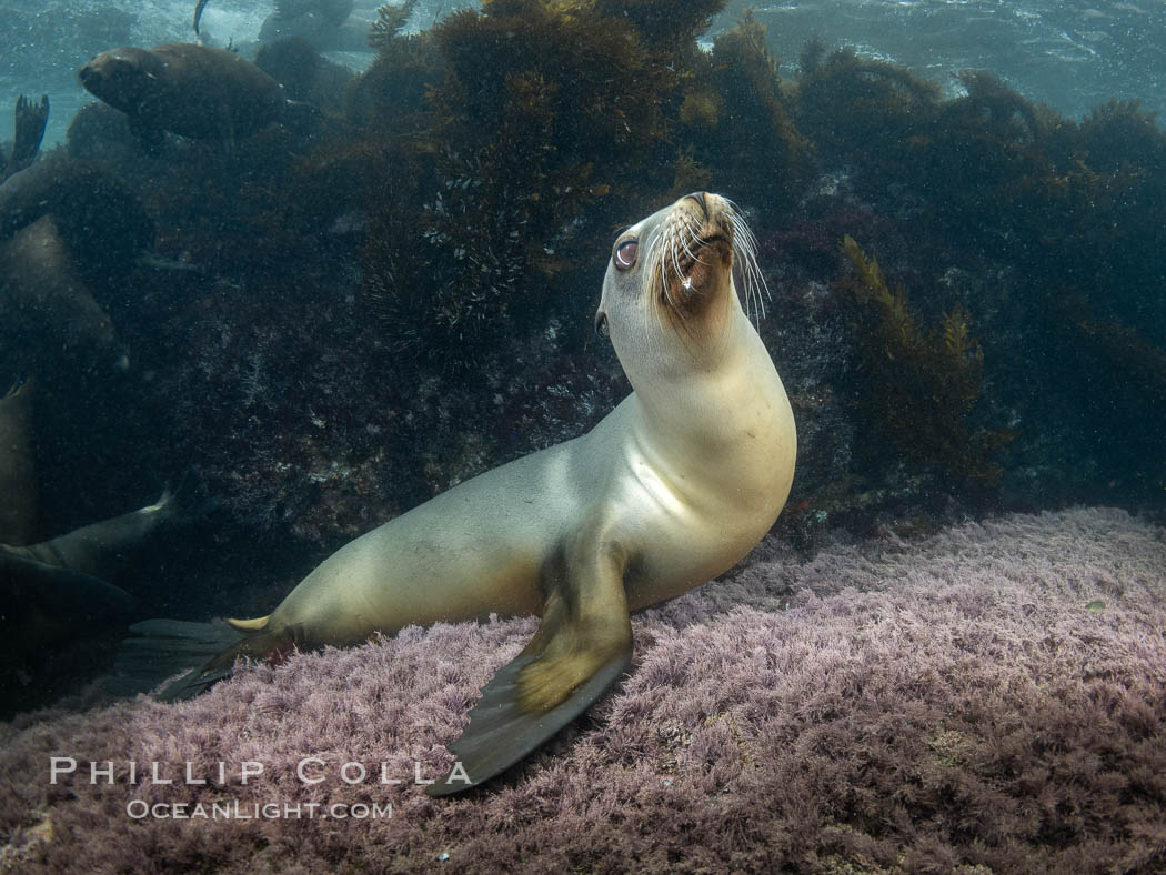 Female sea lion at the Coronado Islands, Baja California, Mexico. Coronado Islands (Islas Coronado), baja California, Zalophus californianus, natural history stock photograph, photo id 37311