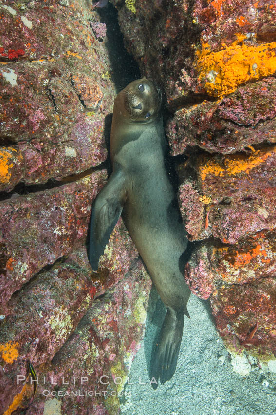 Young sea lion hides in an underwater crevice, Zalophus californianus, Sea of Cortez