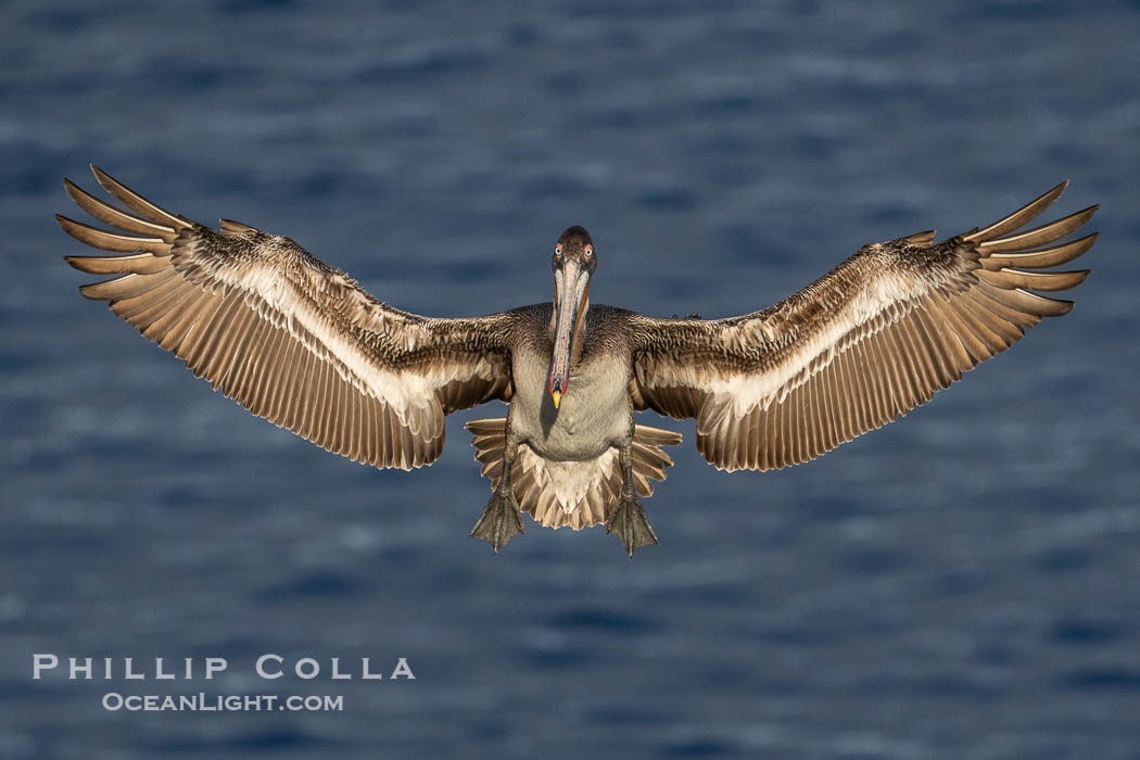 My what big wings you have, subadult California brown pelican in flight spreads its wings wide to slow down before landing on sea cliffs. La Jolla, USA, Pelecanus occidentalis californicus, Pelecanus occidentalis, natural history stock photograph, photo id 40885