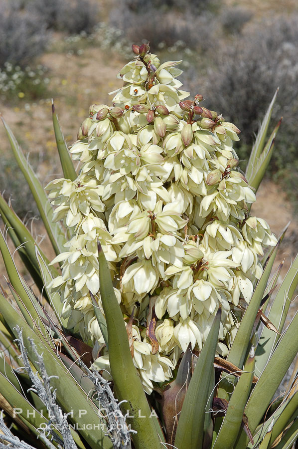 Fruit cluster of the Mojave yucca plant., Yucca schidigera, natural history stock photograph, photo id 09102