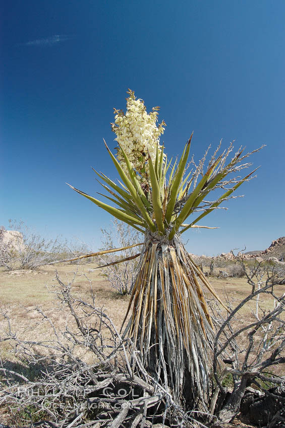 Mojave yucca in springtime bloom. Joshua Tree National Park, California, USA, Yucca schidigera, natural history stock photograph, photo id 09108
