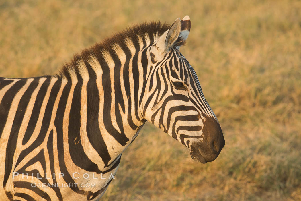Zebra, Amboseli National Park, Kenya., Equus quagga, natural history stock photograph, photo id 29594