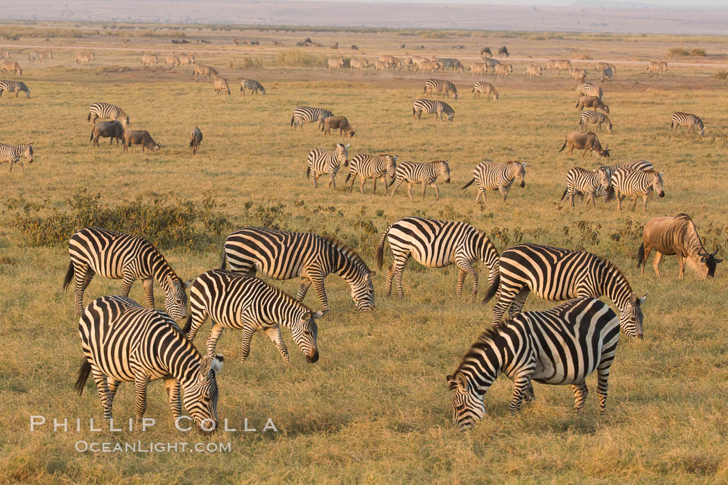 Zebra, Amboseli National Park, Kenya., natural history stock photograph, photo id 29598
