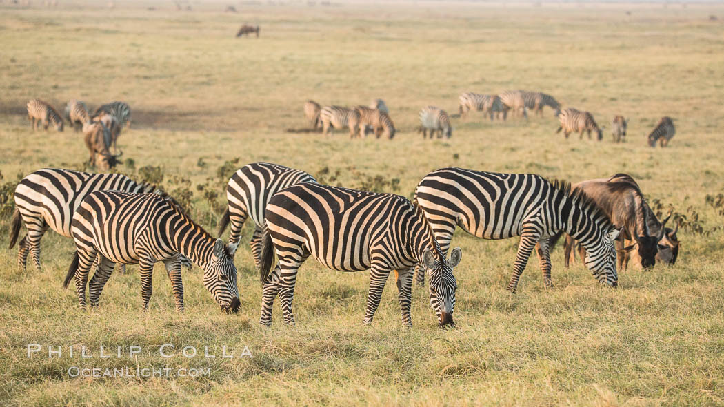 Zebra, Amboseli National Park, Kenya., natural history stock photograph, photo id 29600