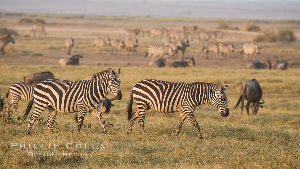 Zebra, Amboseli National Park, Kenya., Equus quagga, natural history stock photograph, photo id 29599