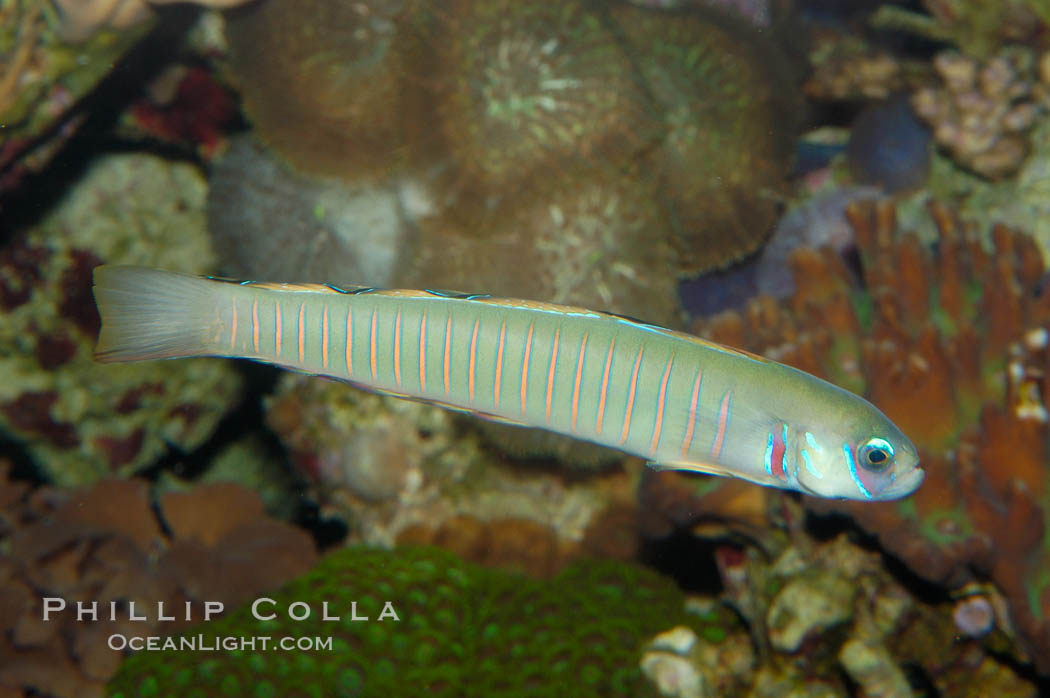 Zebra dartfish., Ptereleotris zebra, natural history stock photograph, photo id 08878