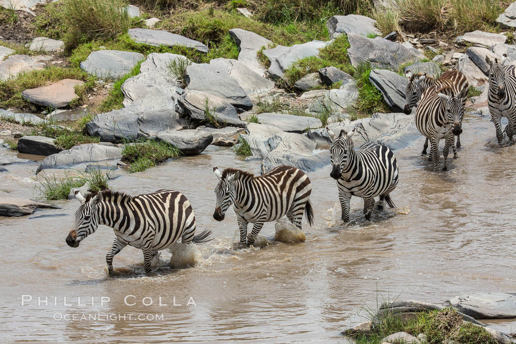 Zebra crossing river, Maasai Mara National Reserve, Kenya., Equus quagga, natural history stock photograph, photo id 29910