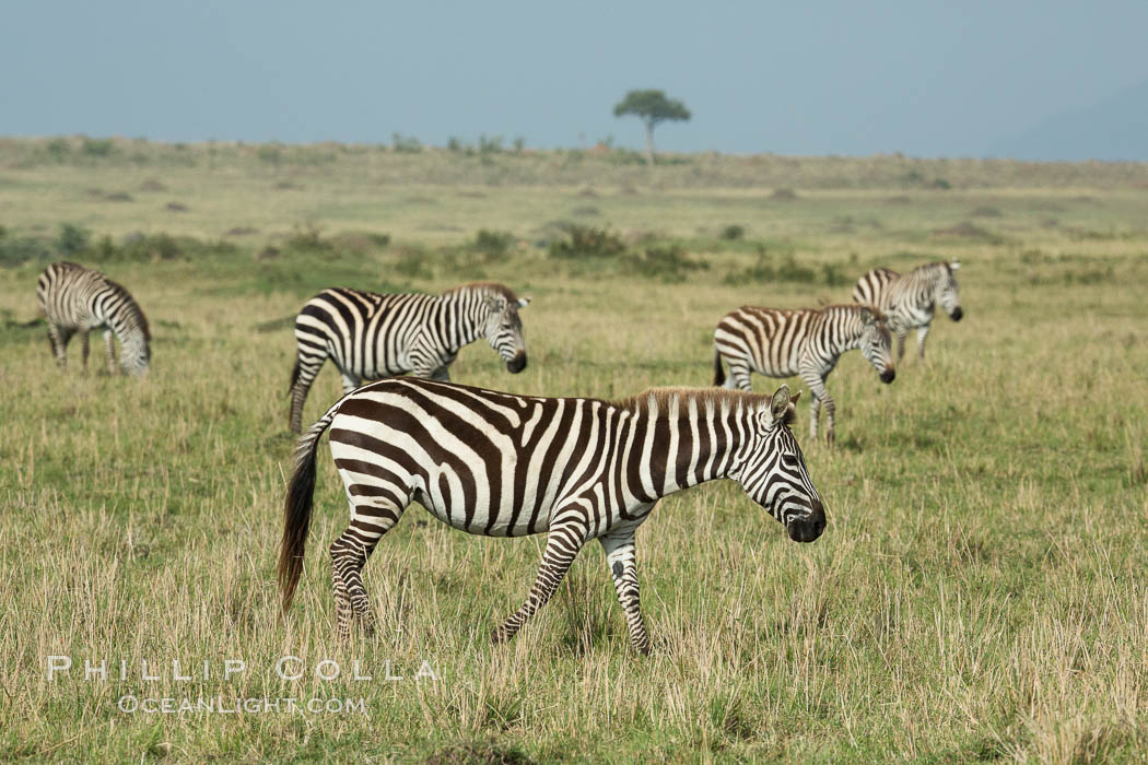 Zebra, Maasai Mara National Reserve, Kenya., Equus quagga, natural history stock photograph, photo id 29966