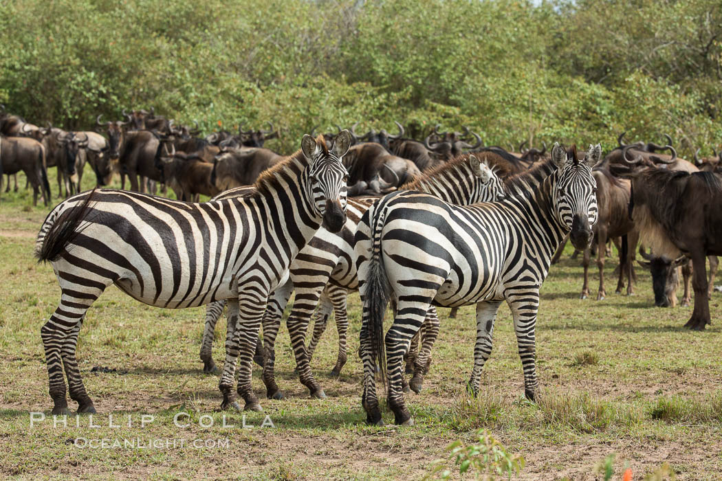 Zebra, Maasai Mara National Reserve, Kenya., Equus quagga, natural history stock photograph, photo id 29904