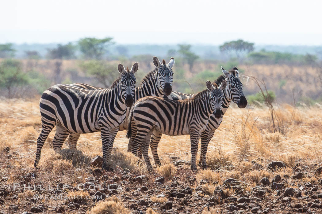Zebra, Meru National Park, Kenya., Equus quagga, natural history stock photograph, photo id 29718