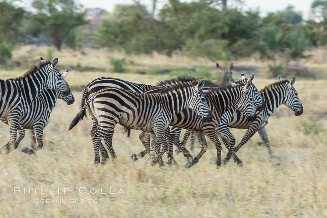 Zebra, Meru National Park, Kenya., Equus quagga, natural history stock photograph, photo id 29632