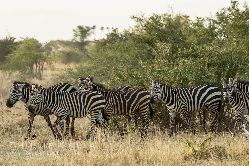 Zebra, Meru National Park, Kenya., Equus quagga, natural history stock photograph, photo id 29631