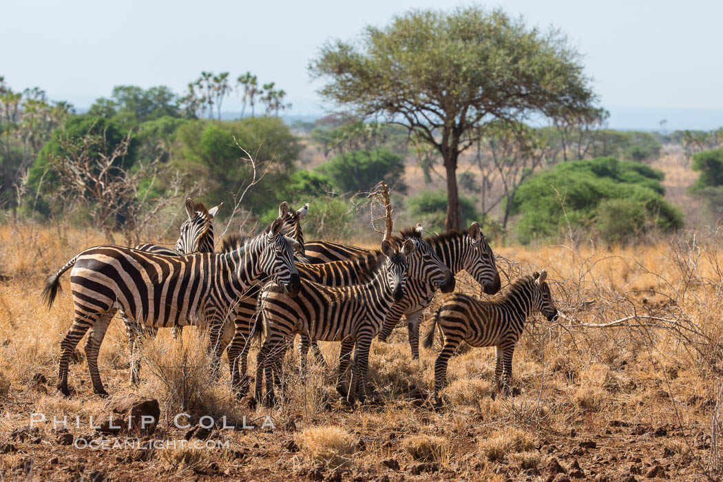 Zebra, Meru National Park, Kenya., Equus quagga, natural history stock photograph, photo id 29719