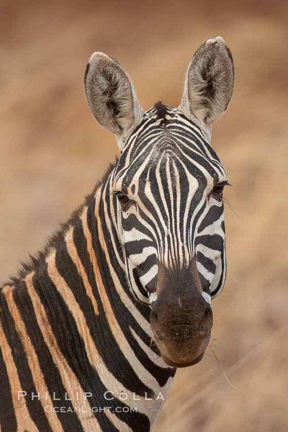 Zebra, Meru National Park, Kenya., Equus quagga, natural history stock photograph, photo id 29763
