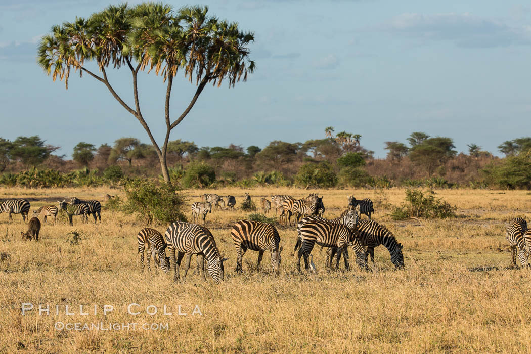 Zebra, Meru National Park, Kenya., Equus quagga, natural history stock photograph, photo id 29629