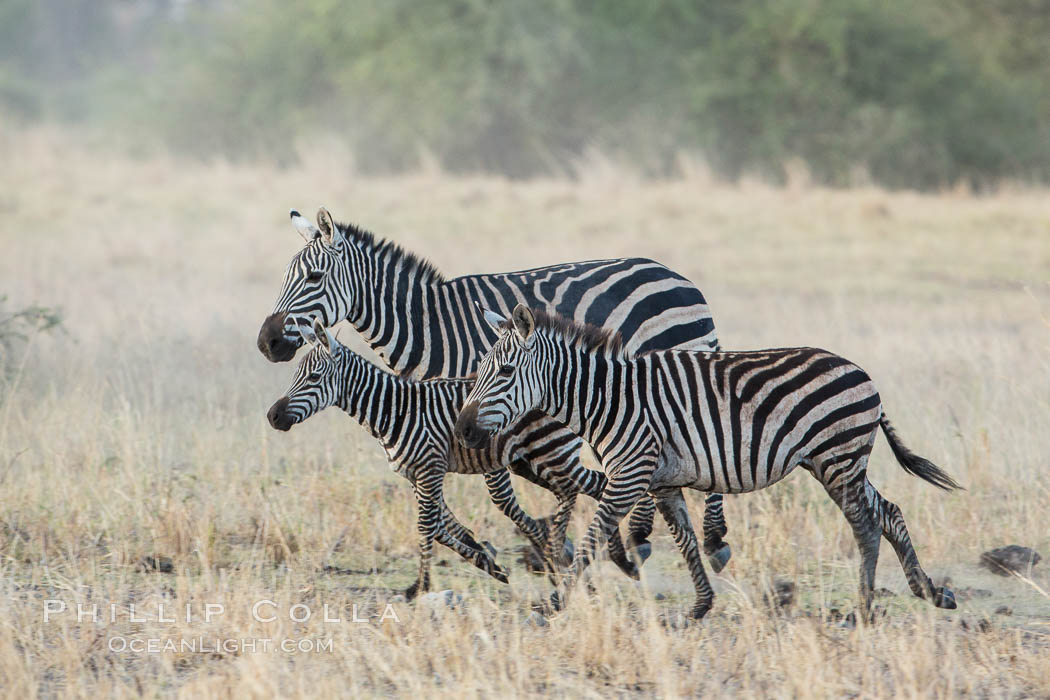 Zebra running, Meru National Park, Kenya., Equus quagga, natural history stock photograph, photo id 29634