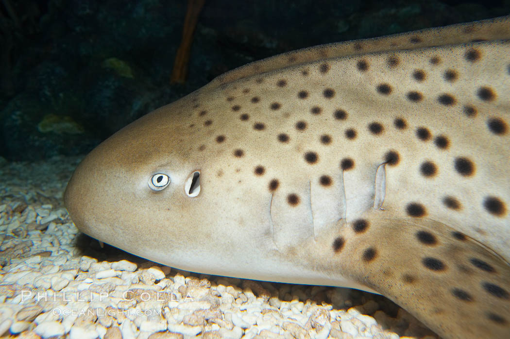 Zebra shark.  The zebra shark feeds on mollusks, crabs, shrimps and small fishes.  It can reach a length of 10 feet (3m)., Stegostoma fasciatum, natural history stock photograph, photo id 14968