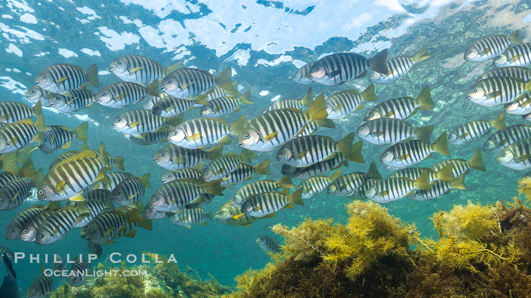 Zebrafish over kelp in shallow water, Girella zebra, Kangaroo Island, South Australia., Girella zebra, natural history stock photograph, photo id 39239