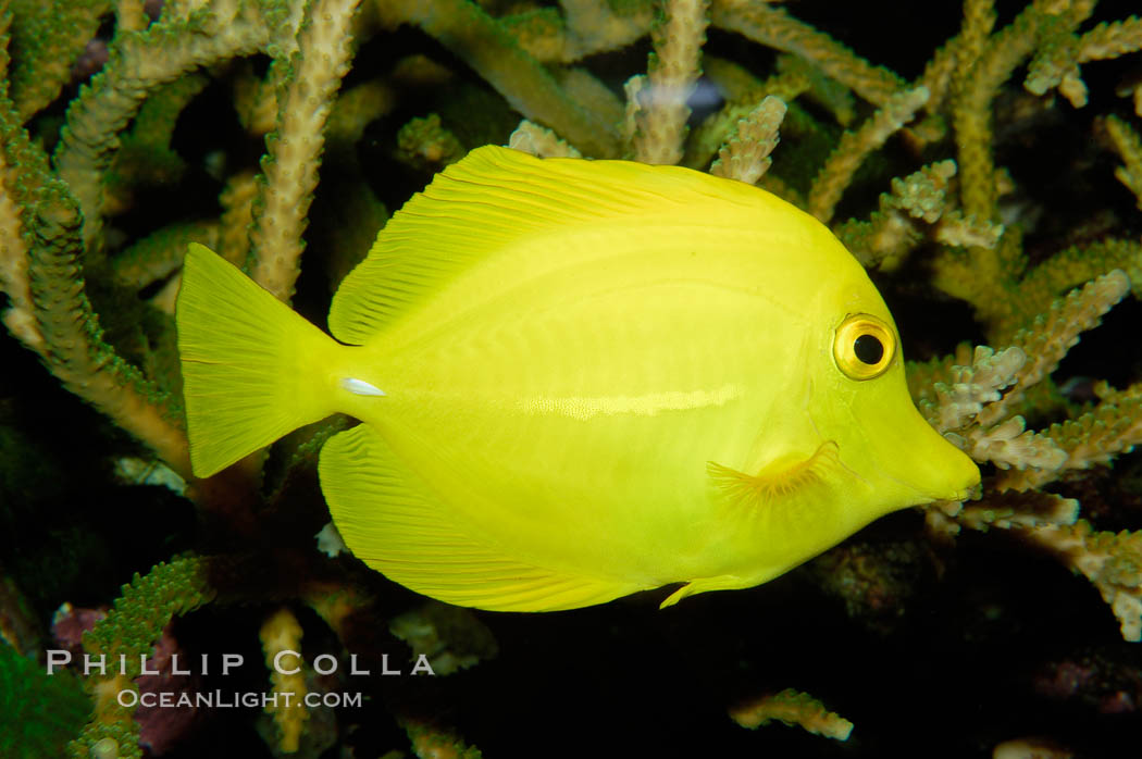 Yellow tang., Zebrasoma flavescens, natural history stock photograph, photo id 09439