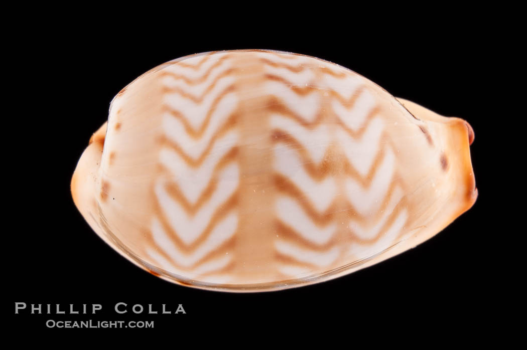 Zigzag Cowrie., Cypraea ziczac, natural history stock photograph, photo id 08752