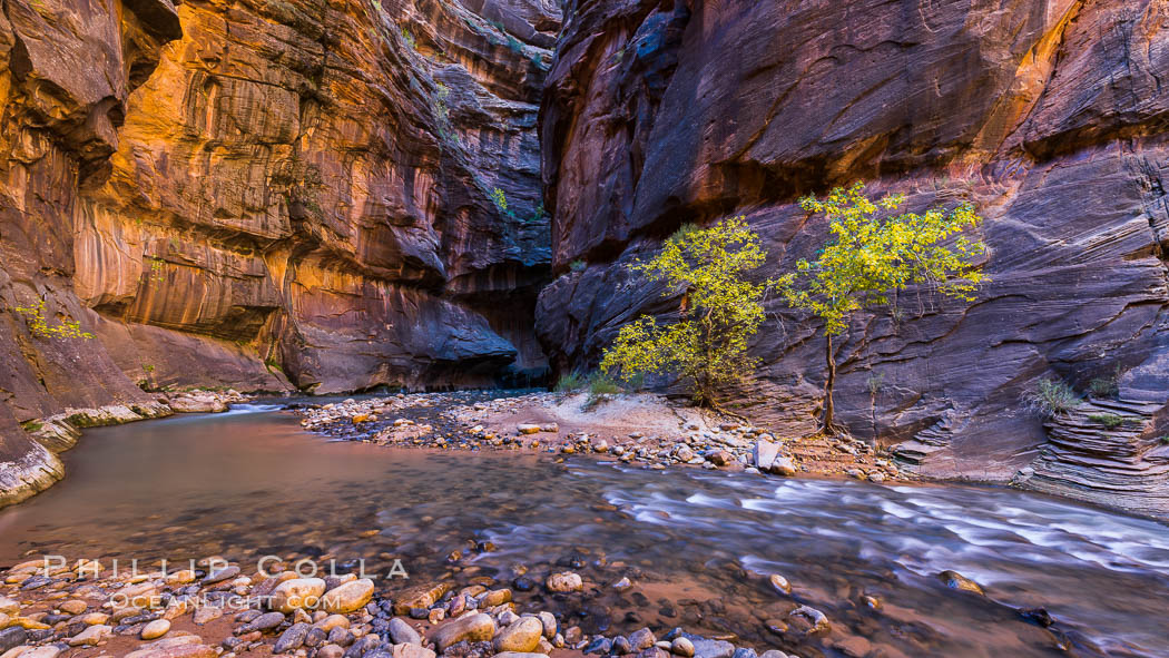 The Virgin River Narrows, where the Virgin River has carved deep, narrow canyons through the Zion National Park sandstone, creating one of the finest hikes in the world. Utah, USA, natural history stock photograph, photo id 32611