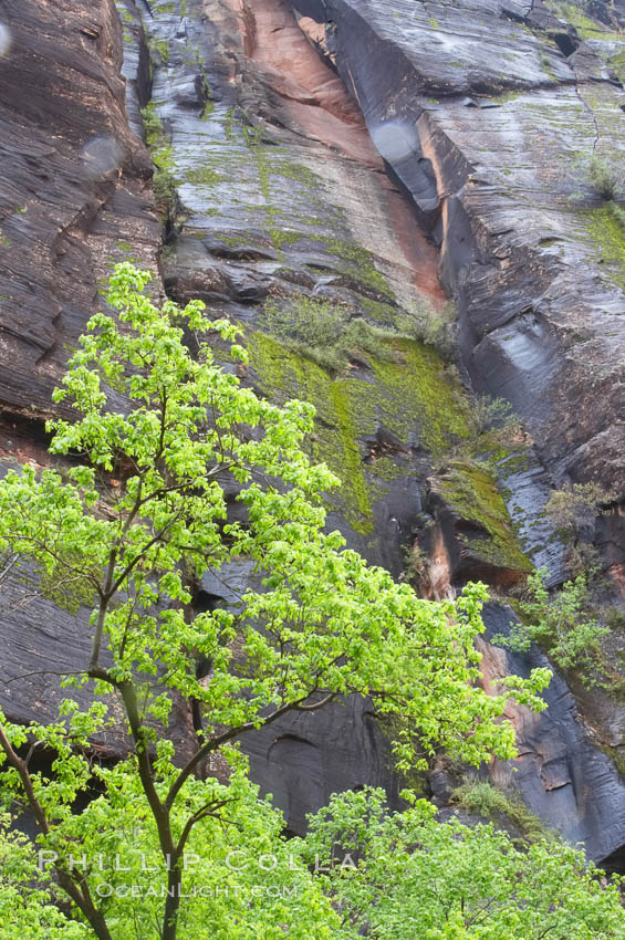 Cottonwoods with their deep green spring foliage contrast with the rich red Navaho sandstone cliffs of Zion Canyon. Zion National Park, Utah, USA, natural history stock photograph, photo id 12506